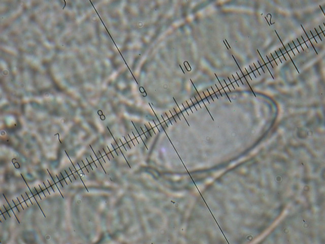 Geopora sumneriana ... in MICRO